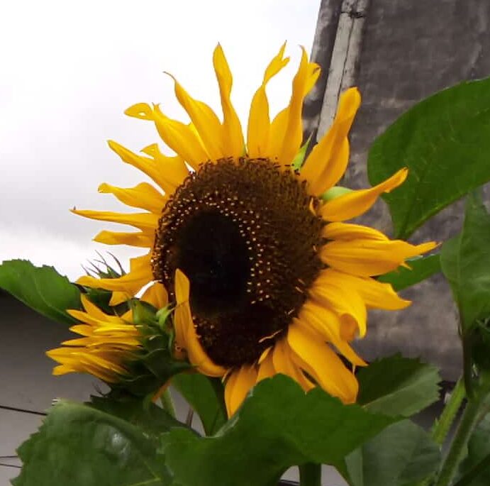 GIRASOL EN PANDEMIA